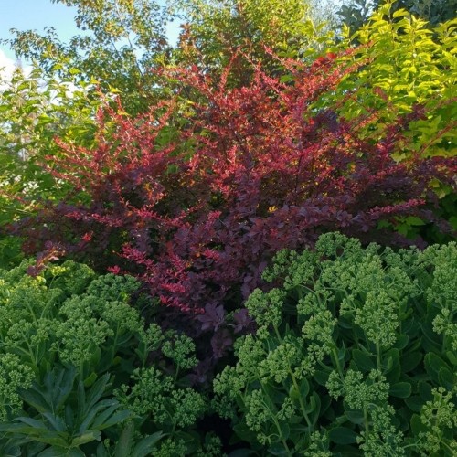 Berberis thunbergii 'Carmen' - Thunbergi kukerpuu 'Carmen' C3/3L